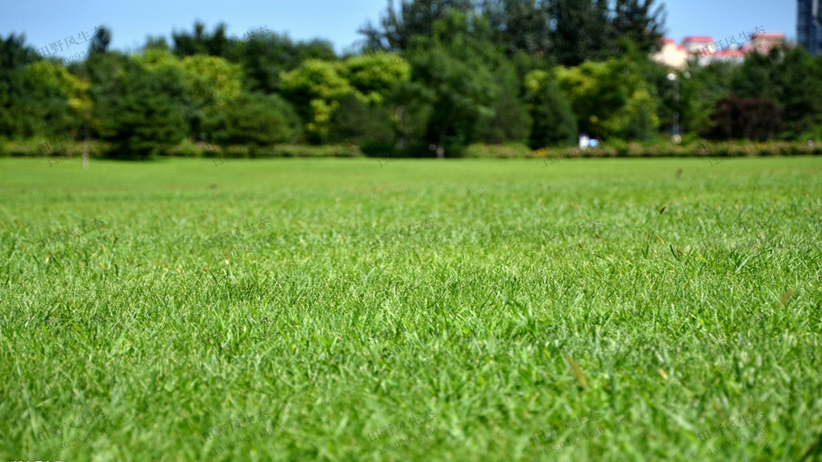 草坪種植如何選擇合適的草坪草種子？