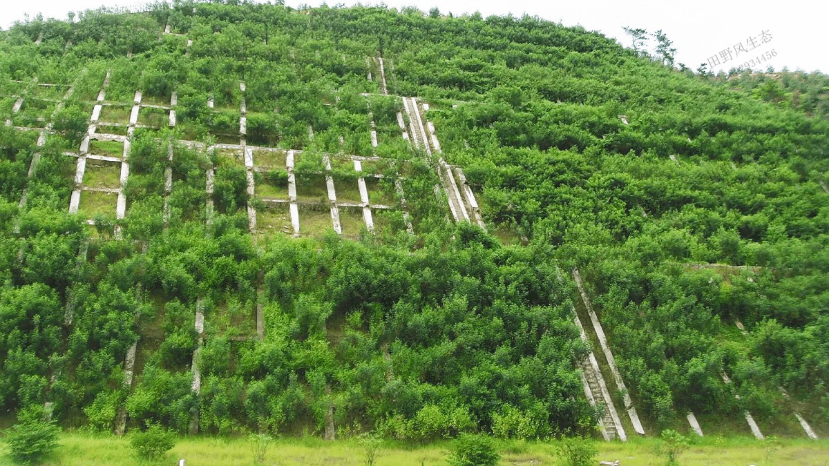 三個月復(fù)綠效果