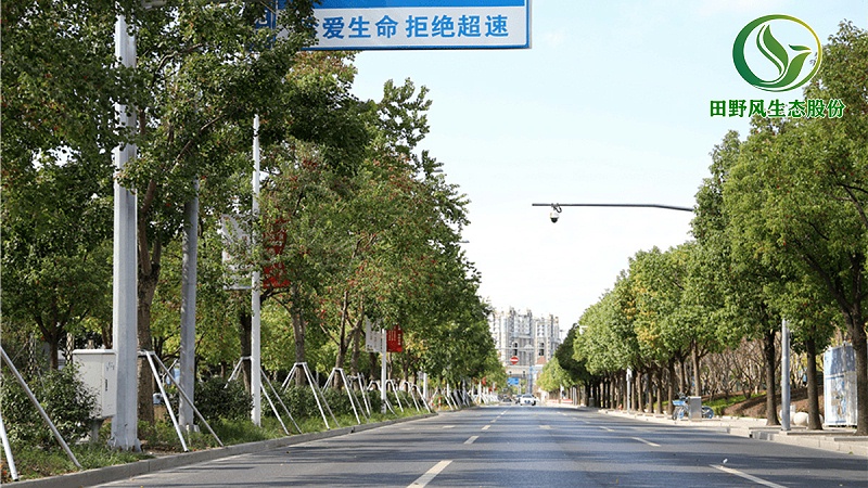 道路綠化,市政綠化