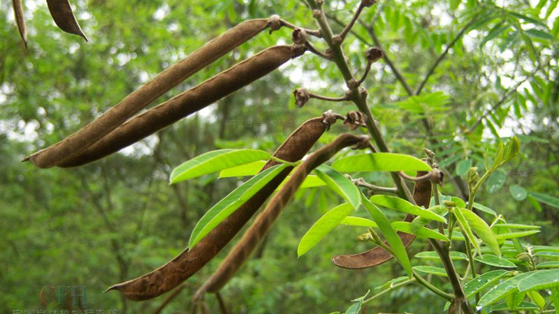 山毛豆