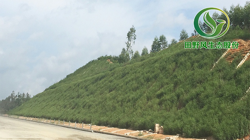 高速公路綠化，生態(tài)防護