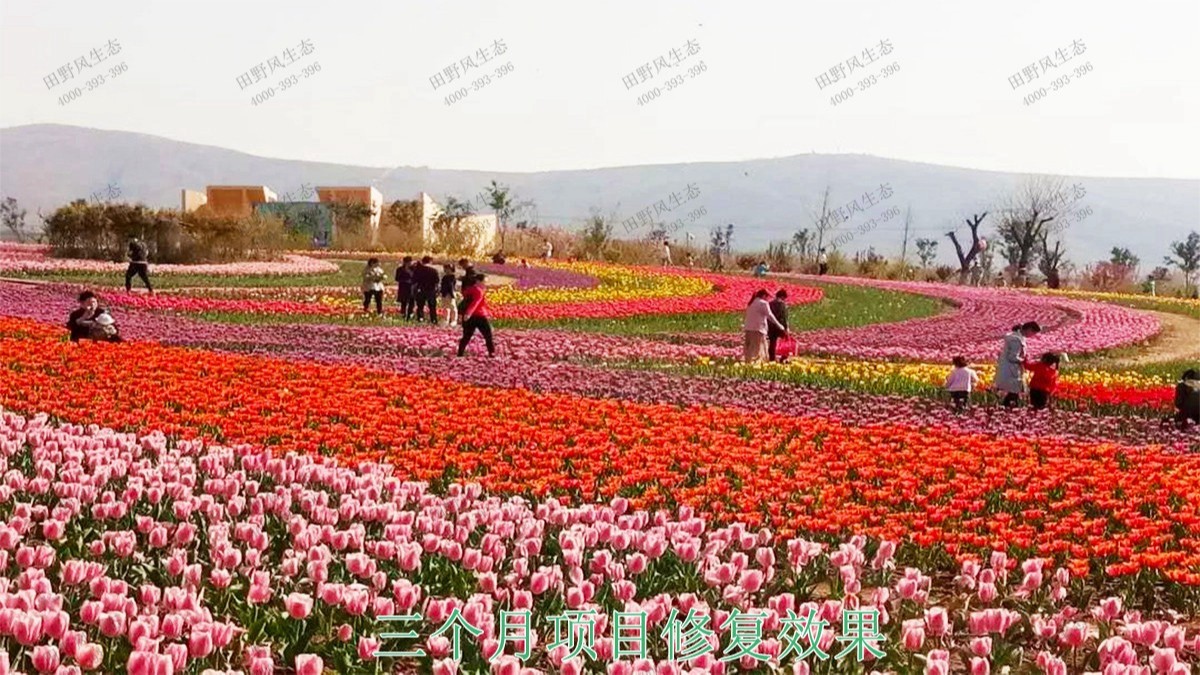 江西瑞昌市景區(qū)花海工程