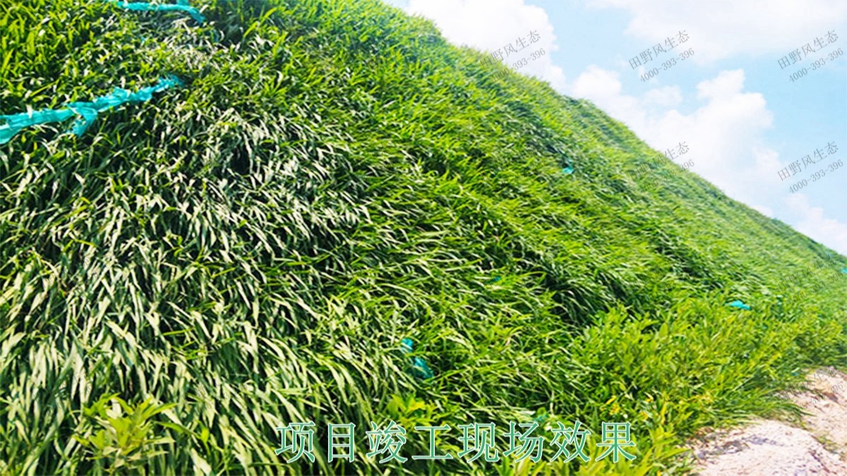 廣東省新興縣山體滑坡邊坡植草