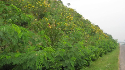 邊坡綠化客土噴播后該如何養(yǎng)護管理？