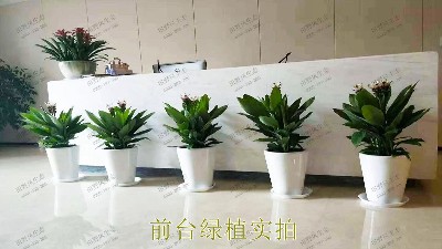 花卉植物租擺,廣東省交通運(yùn)輸建設(shè)工程質(zhì)量檢測中心