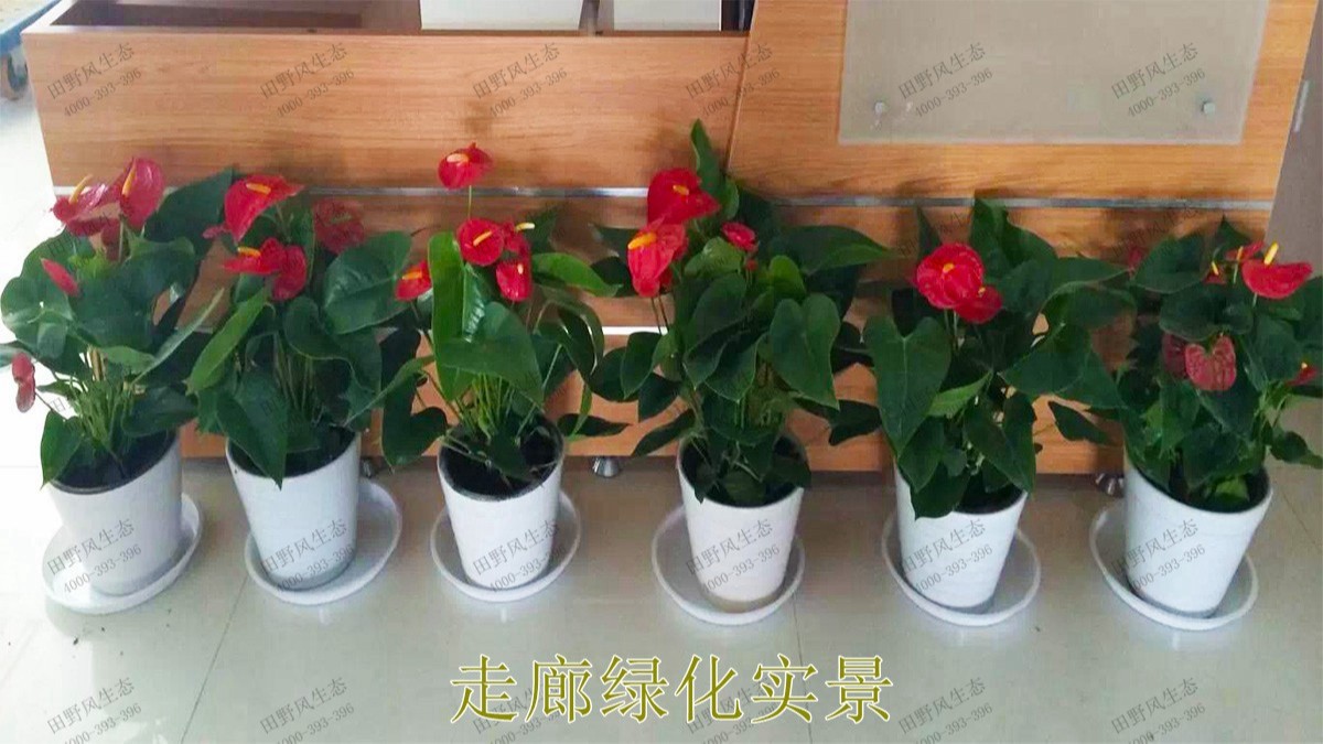 花卉植物租擺,廣東省交通運輸建設(shè)工程質(zhì)量檢測中心