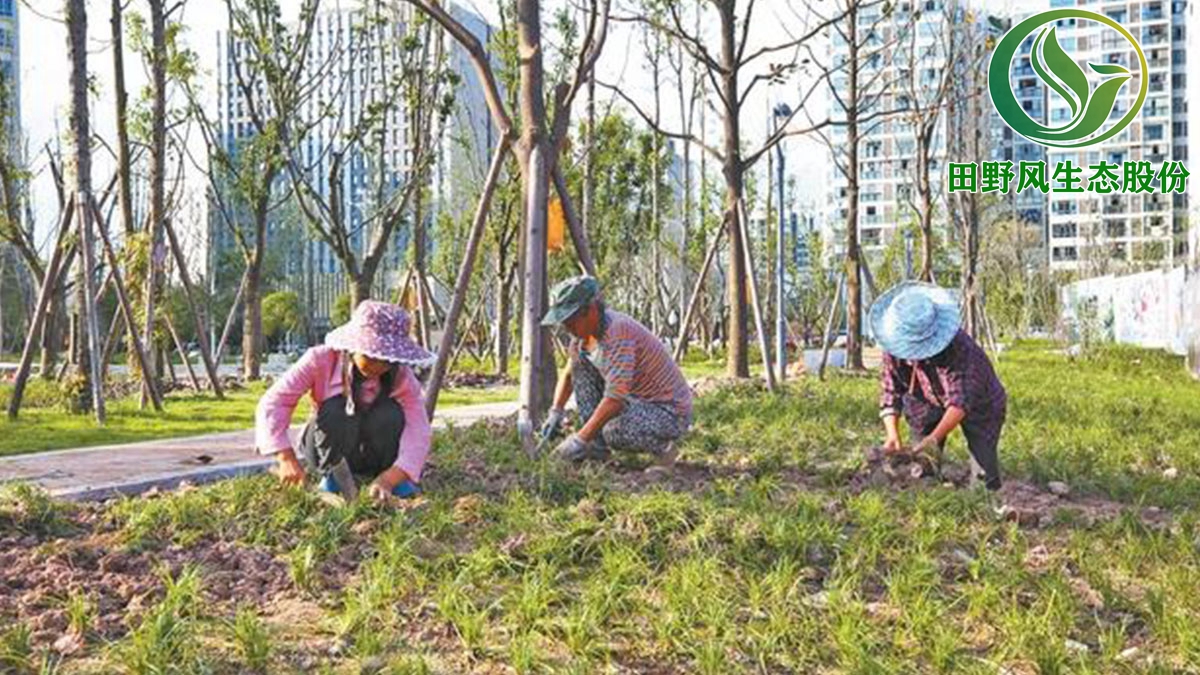 廣州綠化養(yǎng)護,園林綠化