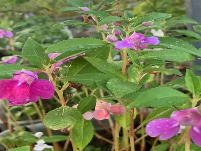 鳳仙花