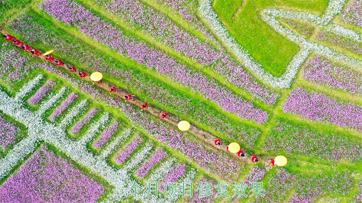 廣西百色市景區(qū)花海種植