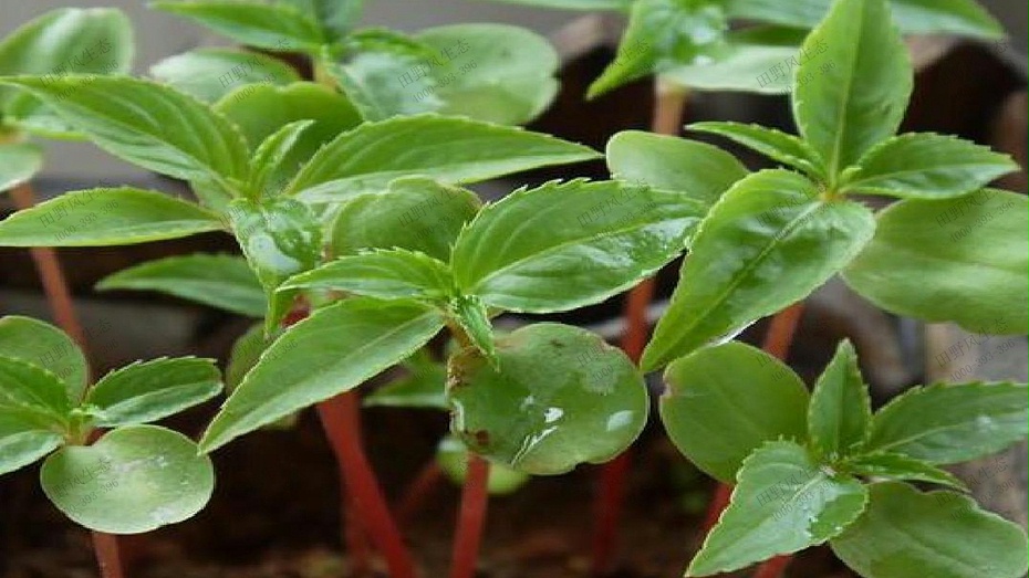 鳳仙花種子幼苗