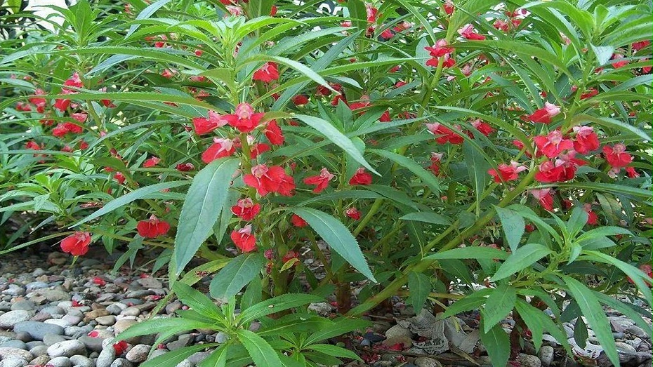 鳳仙花花卉花種子