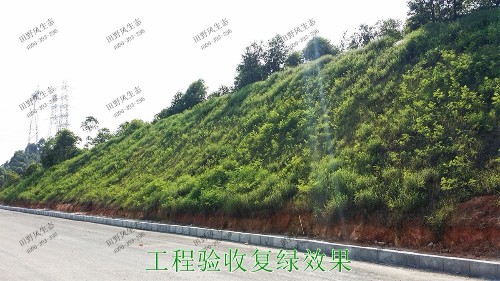 潮惠高速揭陽(yáng)段高速公路邊坡植草