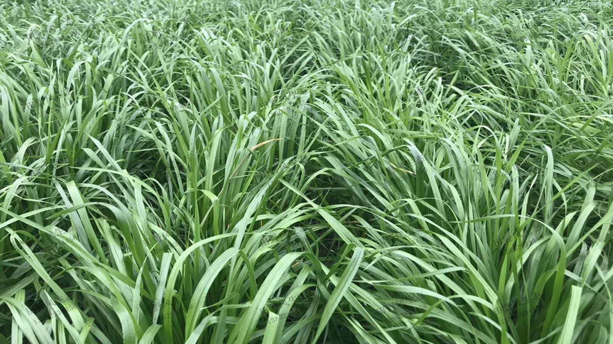 一年生黑麥草種子播種后多久能發(fā)芽？