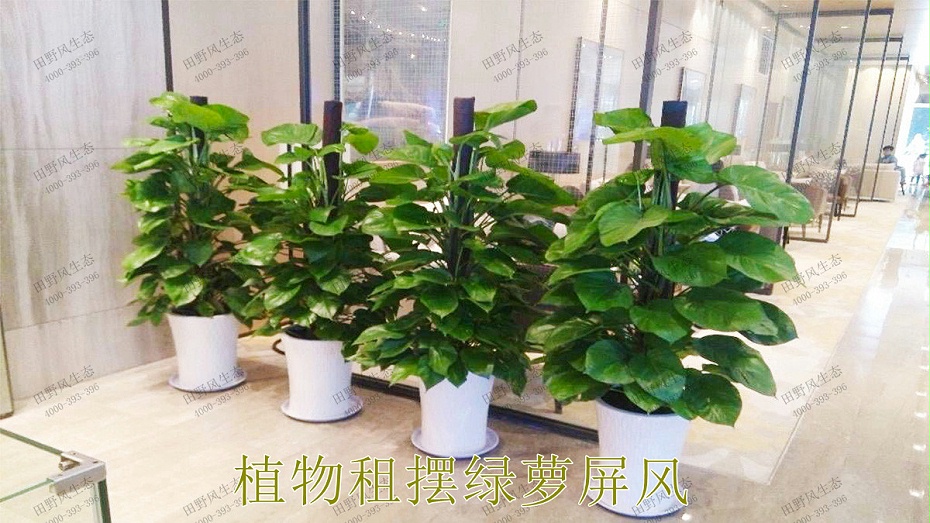 1植物租擺,綠蘿