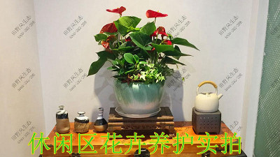 廣東美的集團(tuán)植物養(yǎng)護(hù)案例