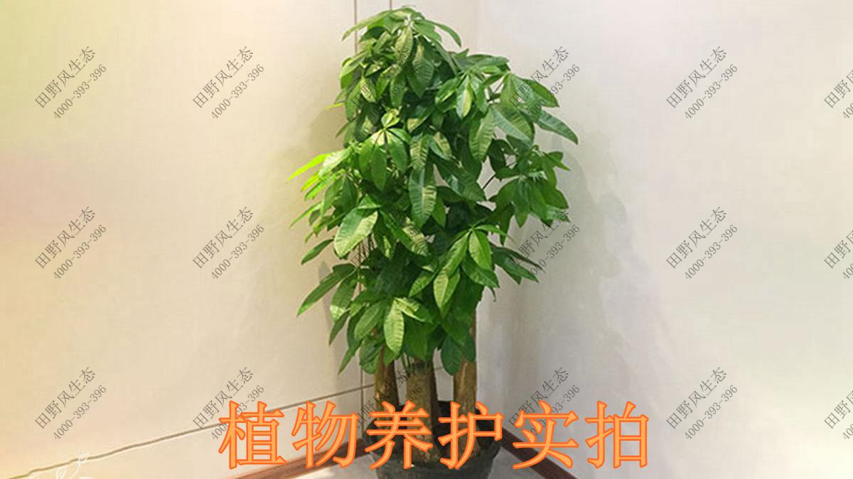 綠植養(yǎng)護