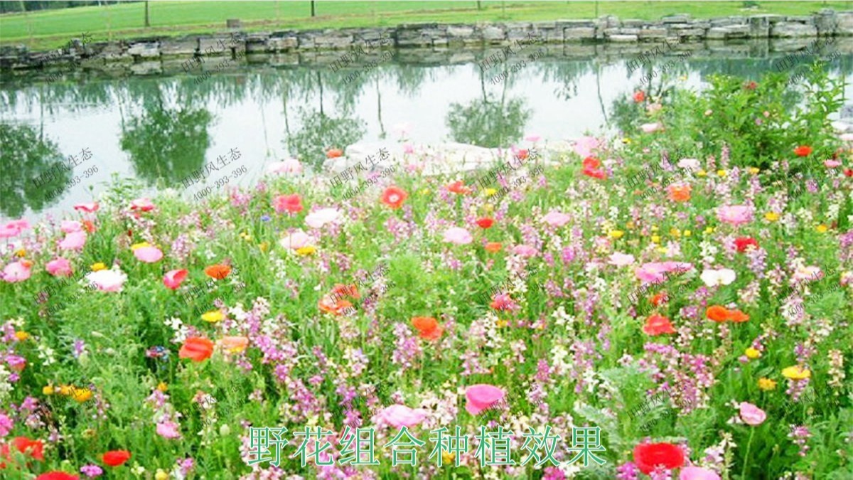 廣州海珠湖濕地公園花海工程