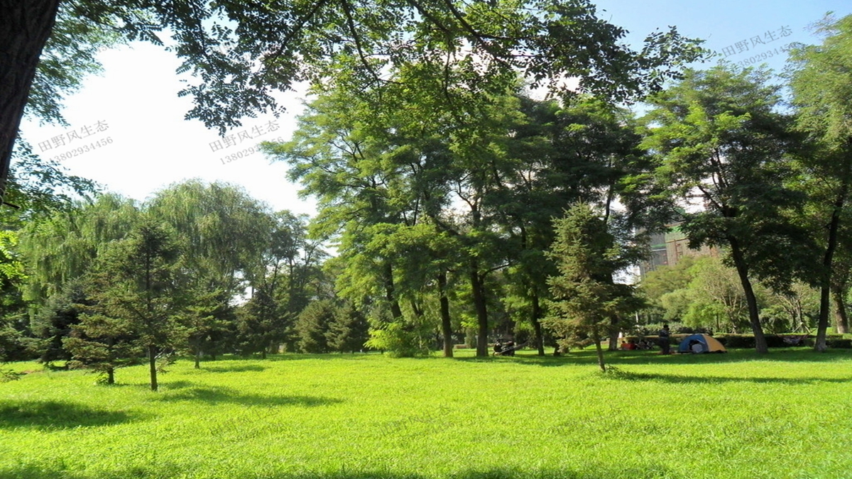 適合在公園種植的草坪草種有哪些？