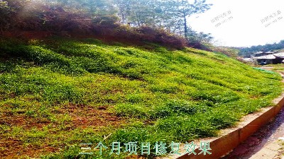 江西廣昌火龍果基地廠(chǎng)區(qū)掛網(wǎng)植草