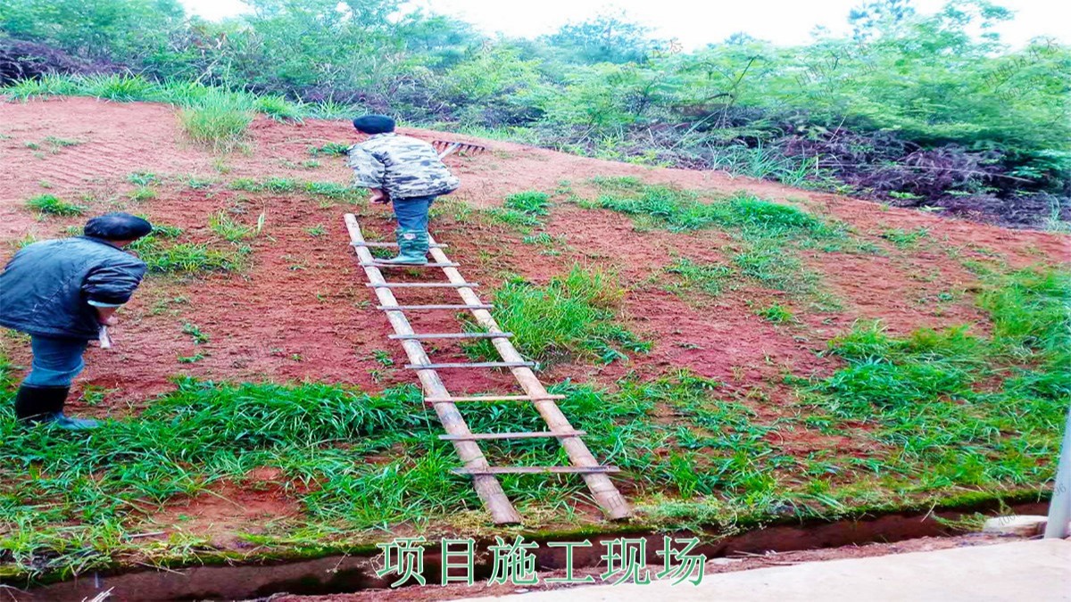 江西廣昌火龍果基地廠區(qū)掛網(wǎng)植草