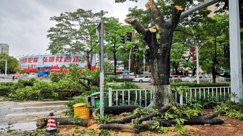 室外大樹修剪