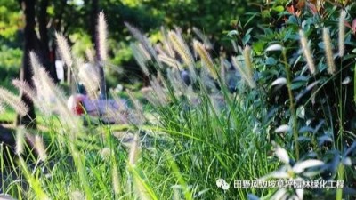 公路邊坡綠化狗尾巴草，也可以美成一種藝術(shù)