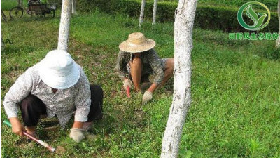 廣州多雨季節(jié)時，如何做好綠化養(yǎng)護？