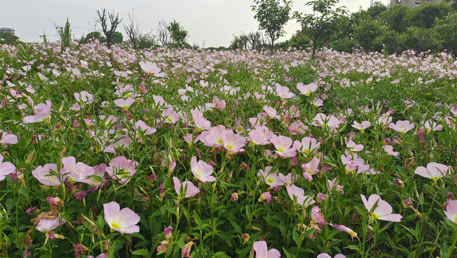 月見(jiàn)草種子